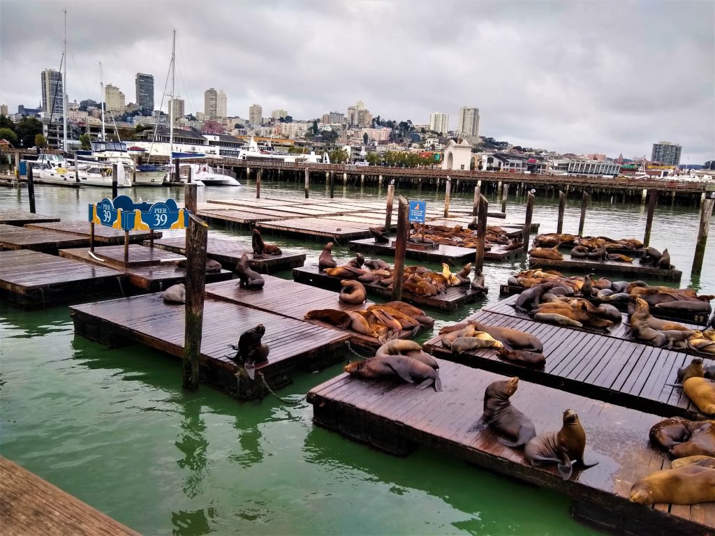 Sea Lions at Pier 39