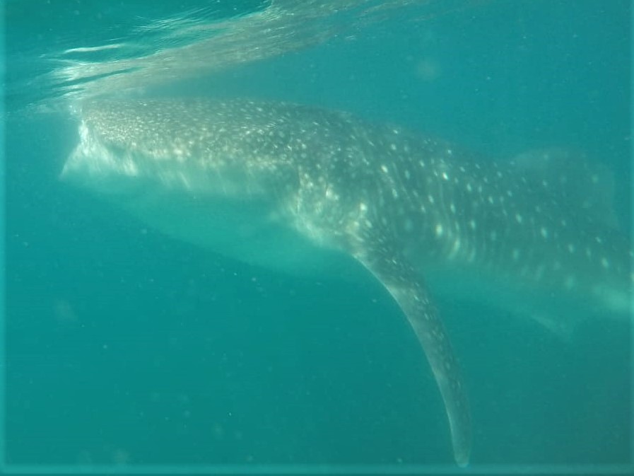 We swam with Whale Sharks!