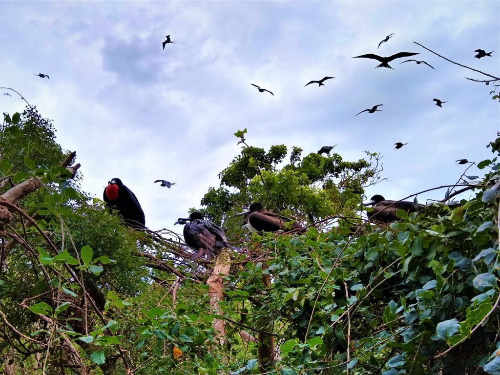 Magnificent Frigate Birds. So tame!