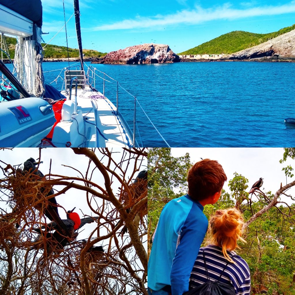 Loved exploring Isla Isabela with nesting colonies of Magnificent Frigate Birds