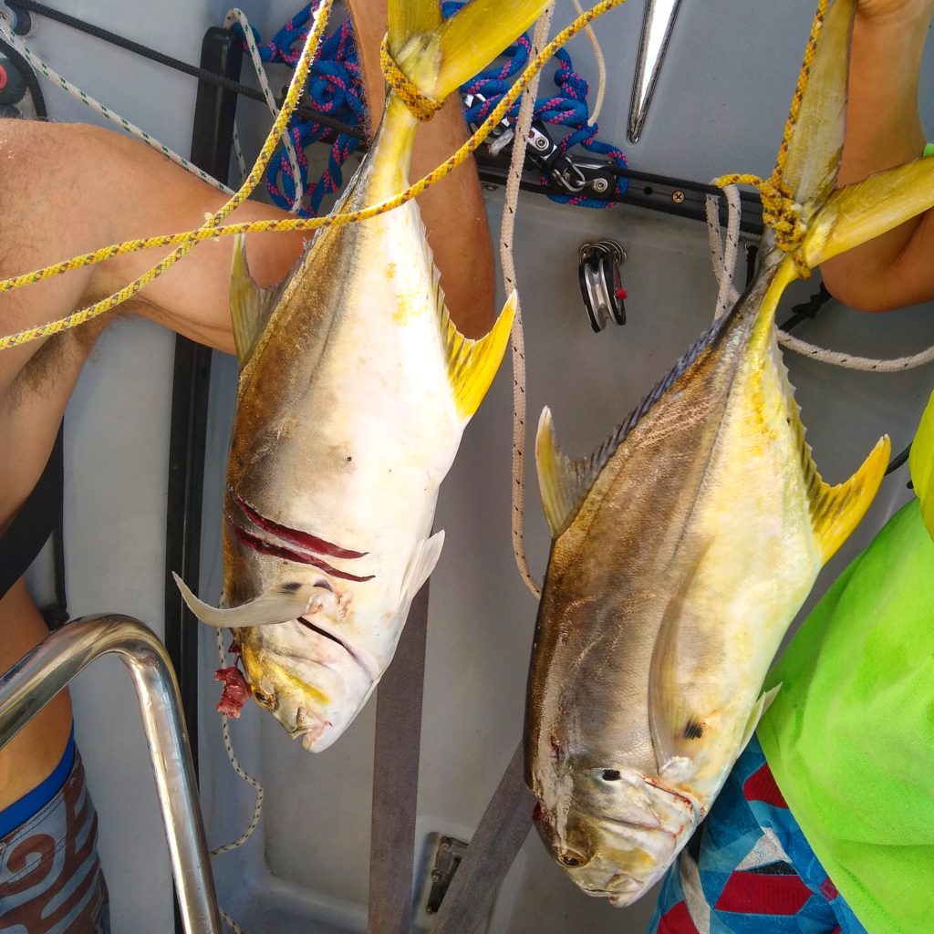 Fishing success - a couple of Golden Jacks caught for New Years dinner