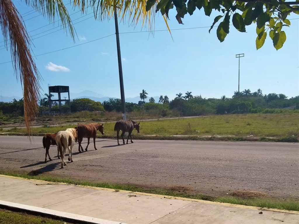 "Mom, there is a baby horse outside!! " this crew grazed daily just outside the boatyard.