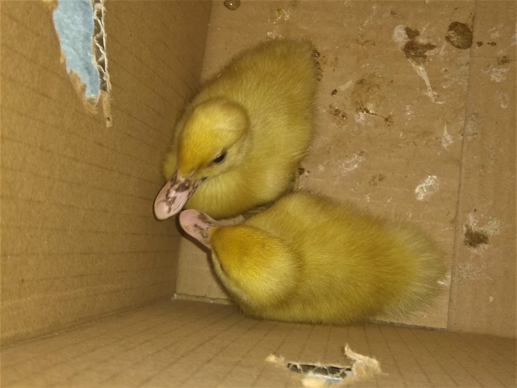 Duck chicks - Our lovely worker at the boatyard brought these as pets for the children!