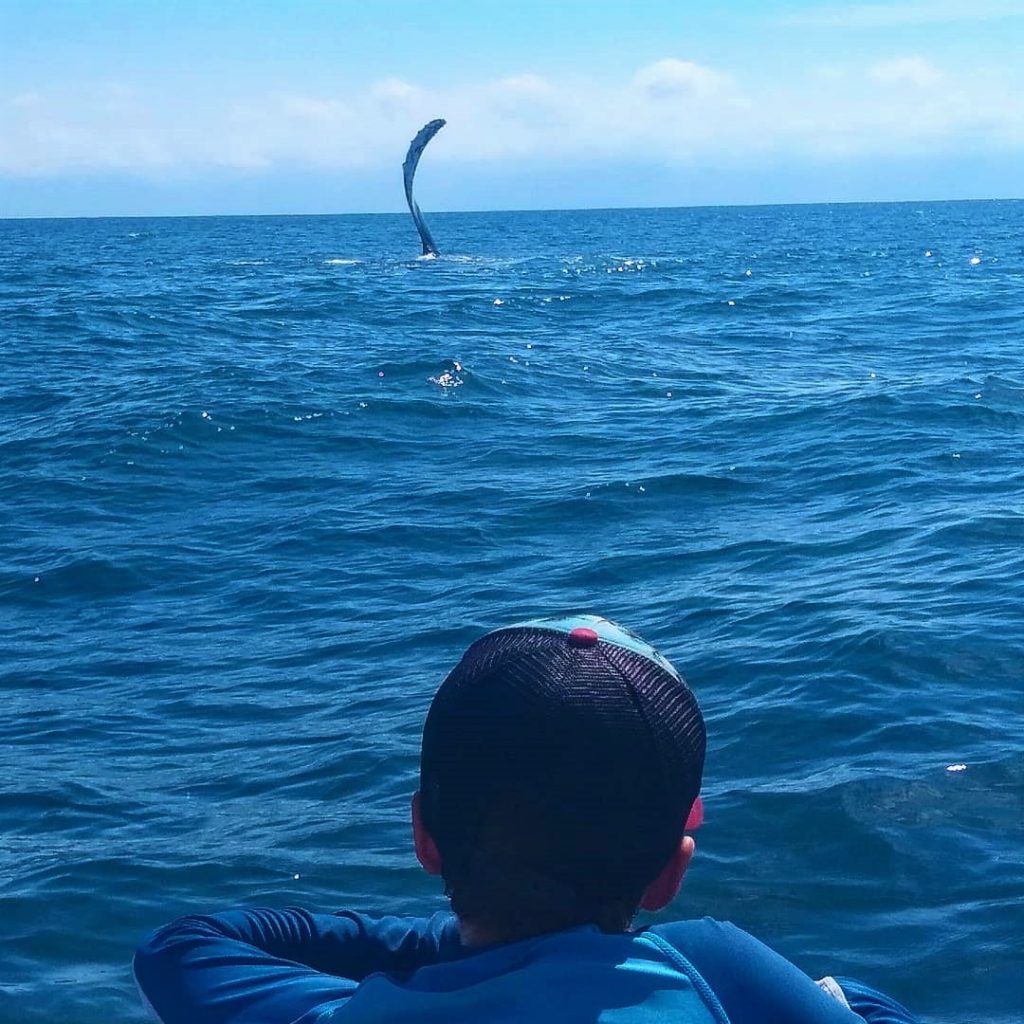 Close view of Humpback repeatedly 'Pec Slapping' her pectoral fin to communicate with other whales. She must have done this over 15 times in a row before taking a swim and a breath and then doing it all over again. Spectacular!