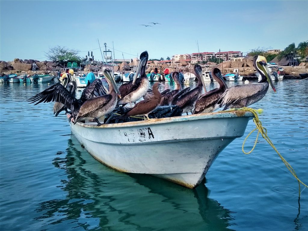 Pelicans enjoying some rest on a Panga at Punta de Mita