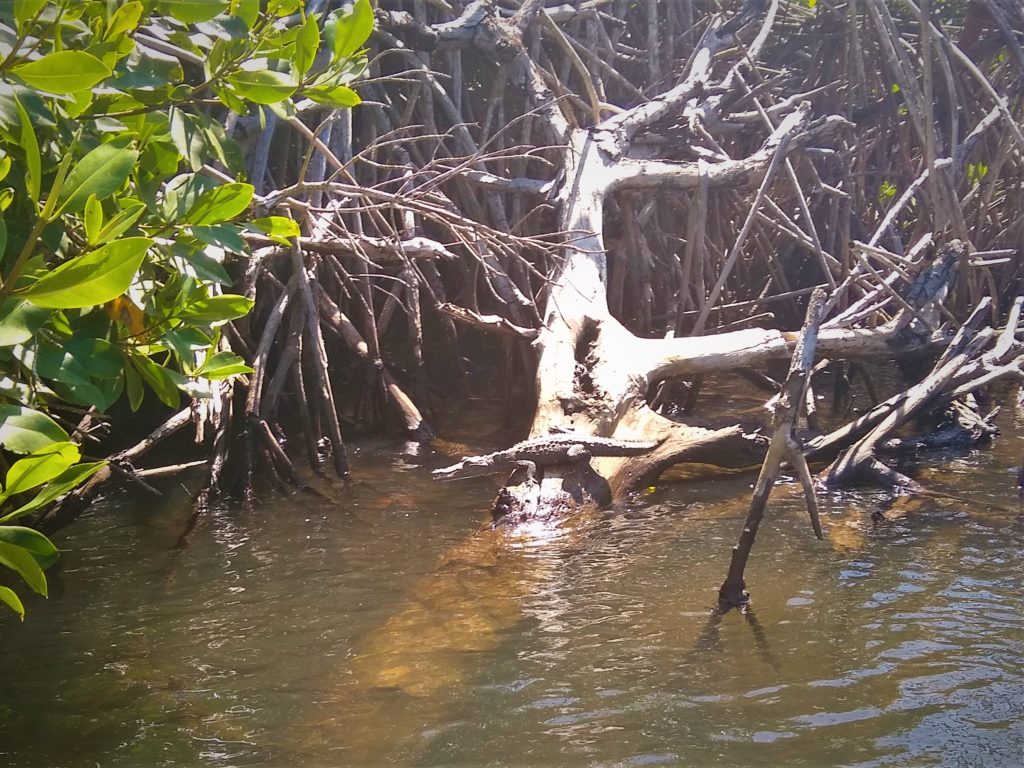 Baby Crocodile in Tenacatita