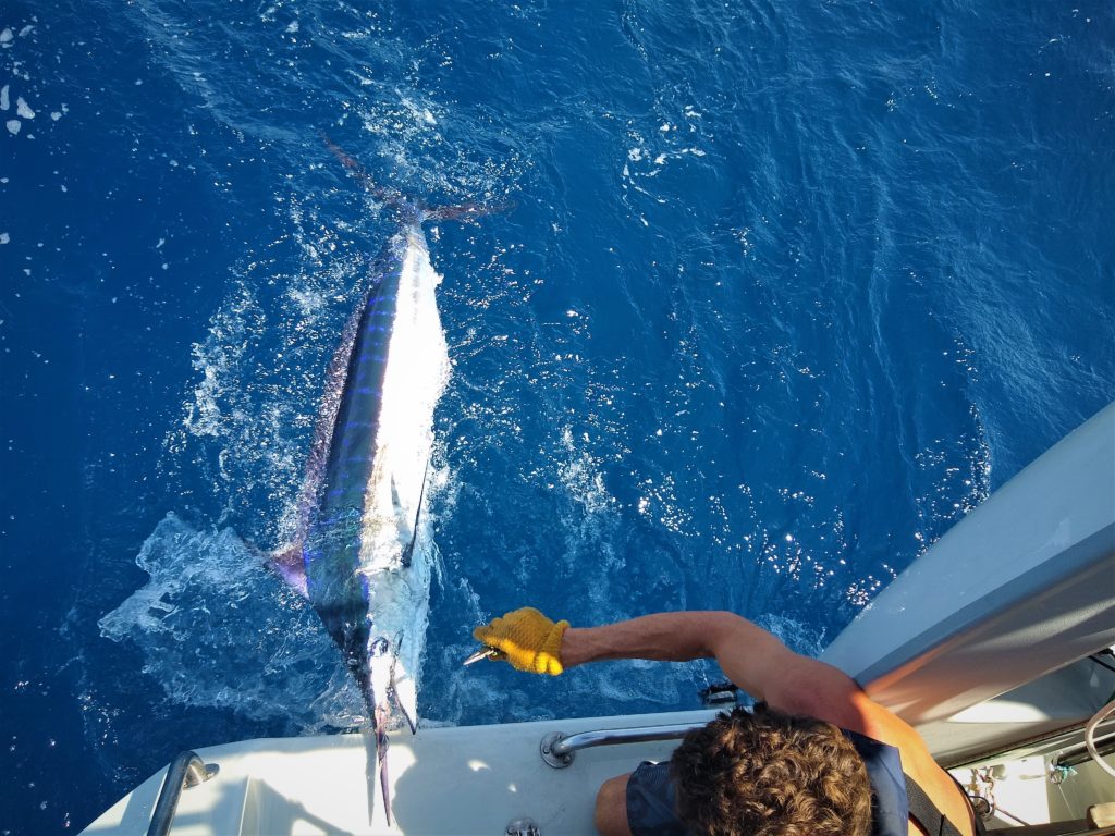 Wow, this was the biggest and most beautiful fish we've ever caught (and released). This was about mile 1000 accross the Pacific