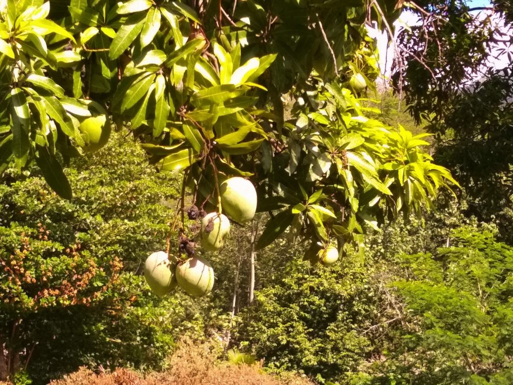 Fresh Mangos - yum!