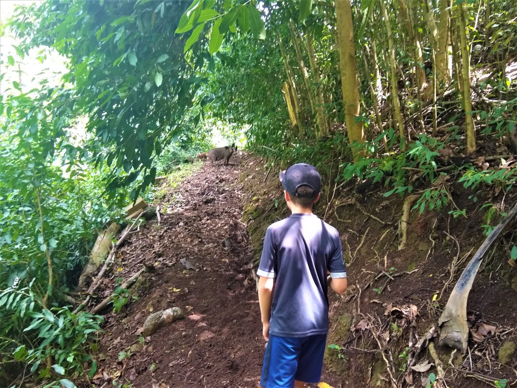 Hiking on Nuku Hiva - pigs on the trail!