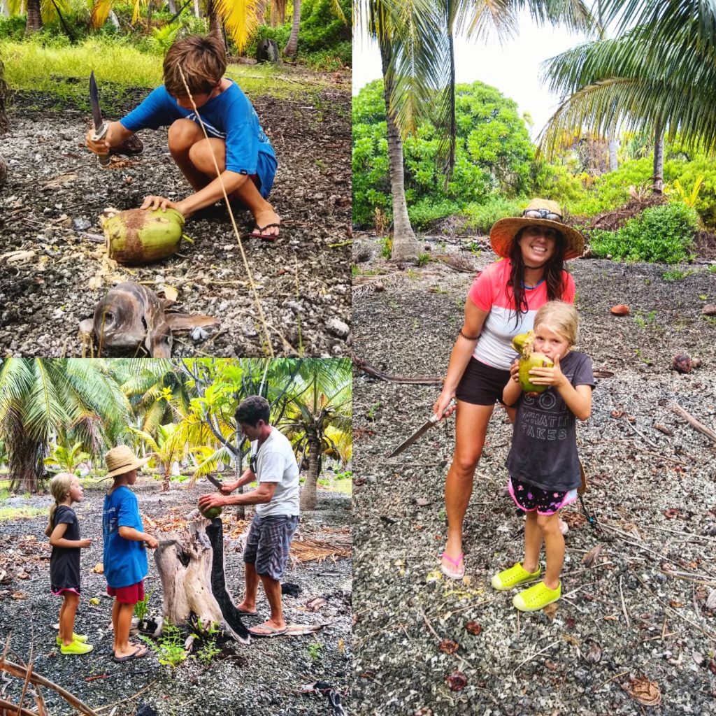 Harvesting coconuts and making coconut milk in Toau.