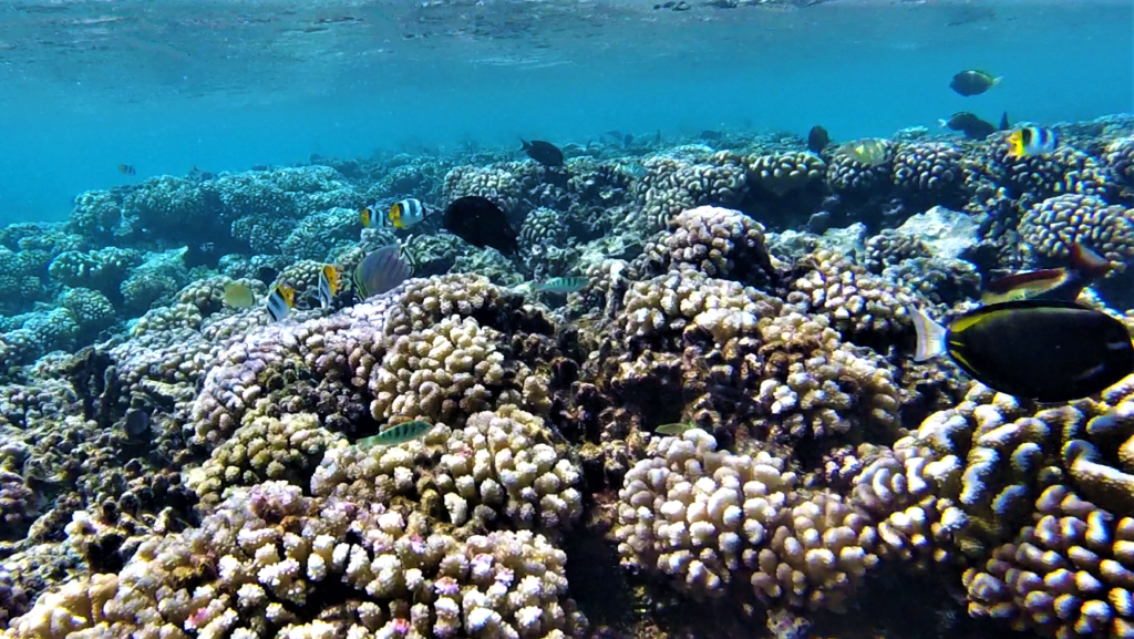 Fish and coral in Fakarava