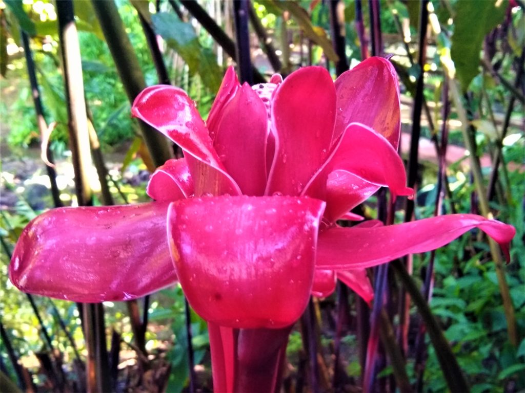 No wonder it smelled like flowers when we sailed into Tahiti. They are everywhere.