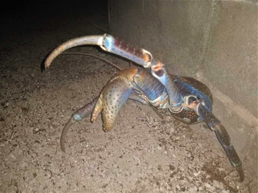 That's a big crab! Our first sighting of a coconut crab
