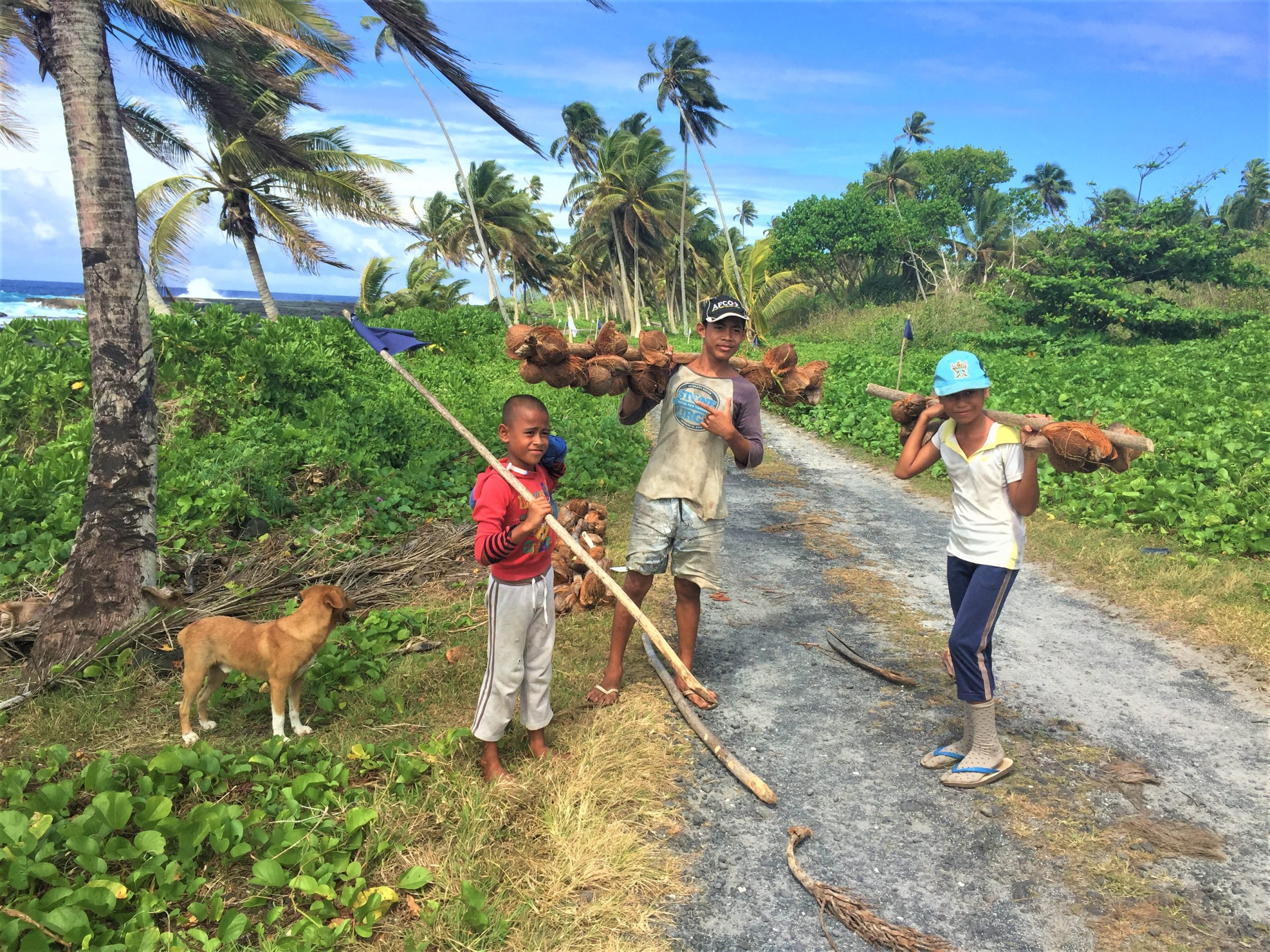 Family gathering coconuts on Savaii