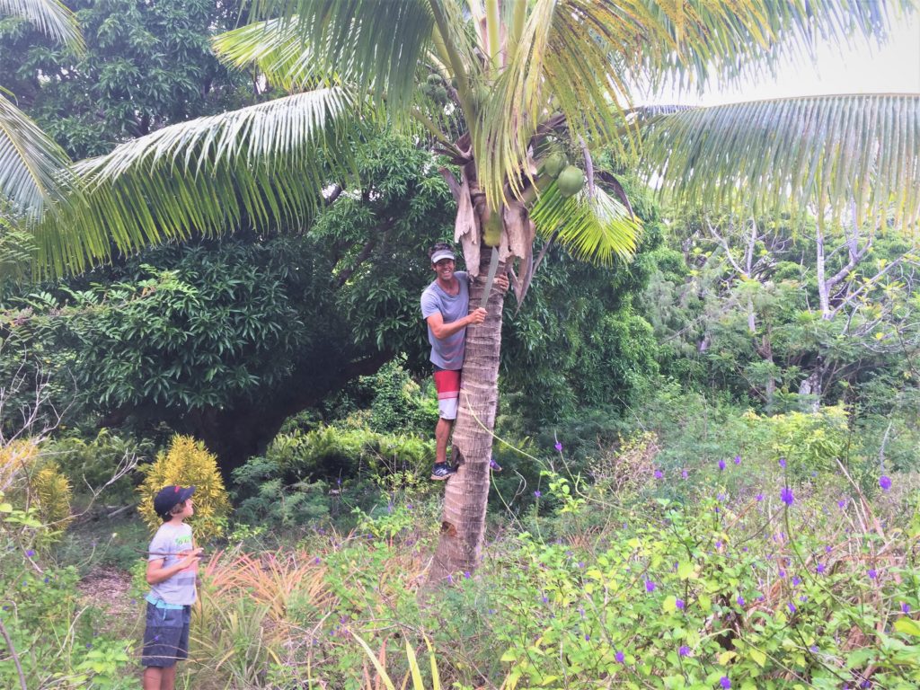 Nothing quite quenches thirst like a freshly picked green coconut. Simply divine.