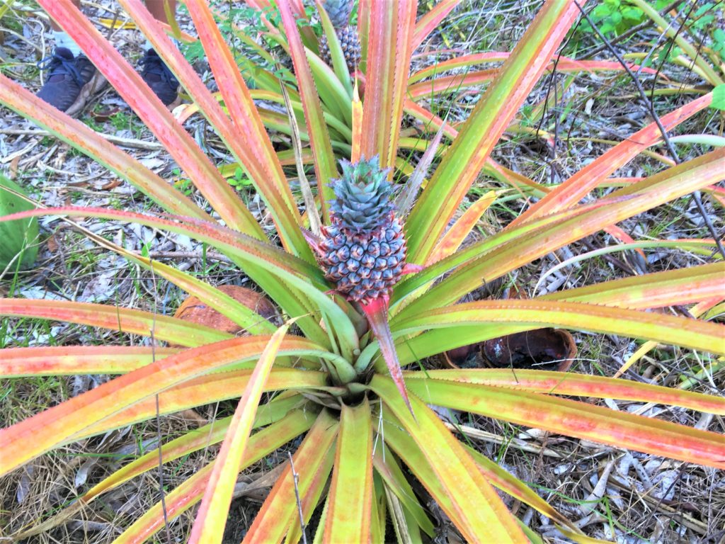 Fresh pineapple along the trail.