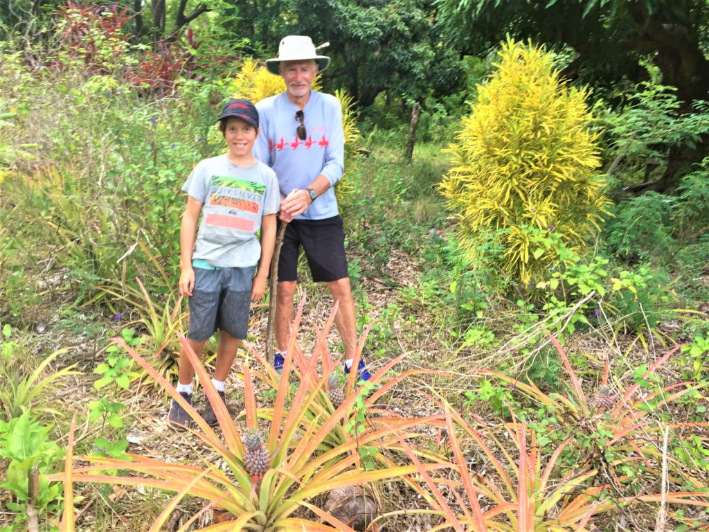 Hiking alongside pineapples!