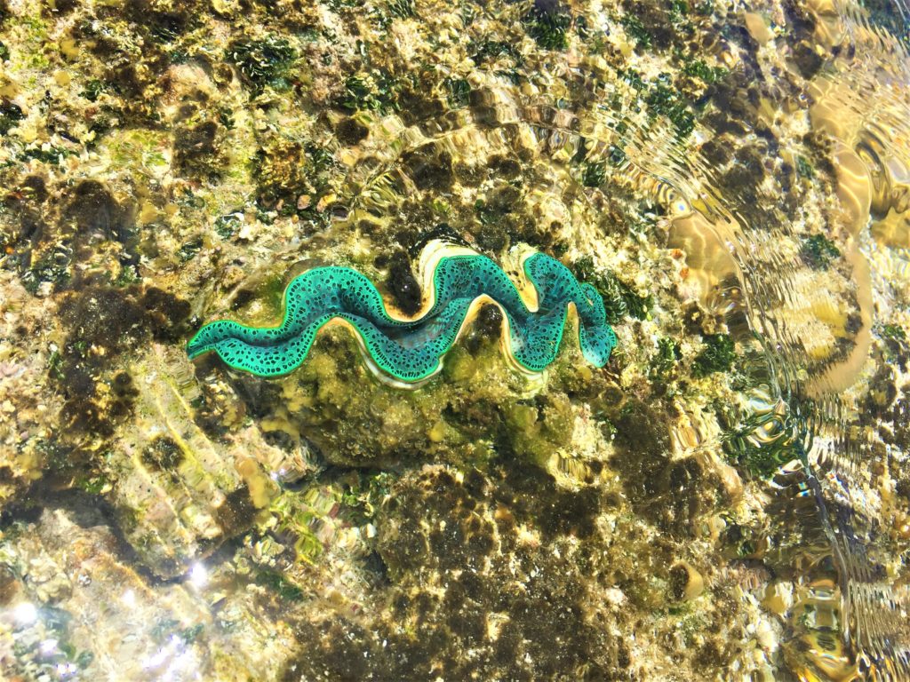 Beautiful boring clams - one of my favourite sea creatures.