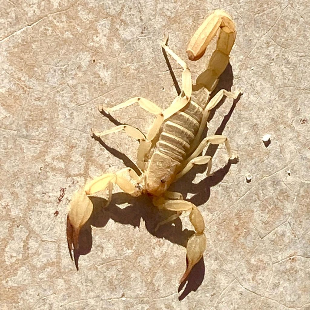 Yikes! This guy was hiding in our drying kite one morning.