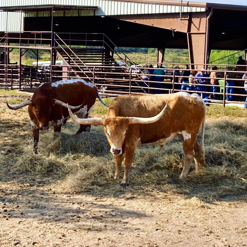 The infamous Texas Long Horn Cattle at  iconic King Ranch