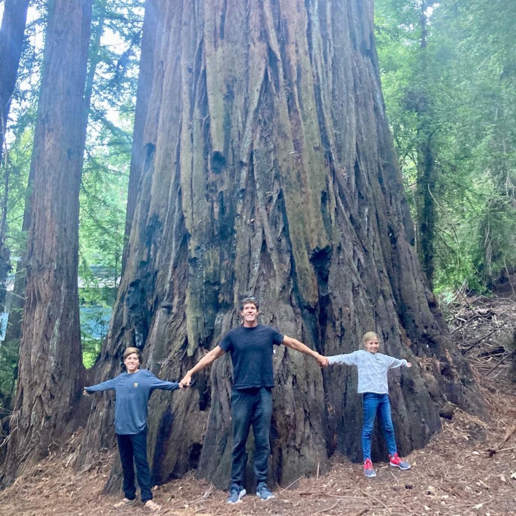 Redwood in California